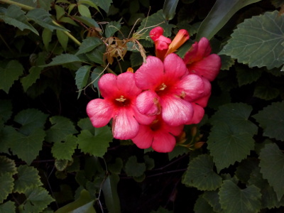 [Multiple five-petaled bright pink blooms alongside several blooms which have yet to open. The blooms, which are each sevearl inches across, are amid several tifferent types of dark green leaves.]